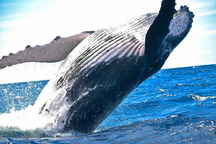 2-Hour Ma'alaea Humpback Whale Watching Cruise for up to 6 Guests - Photo 1 of 13